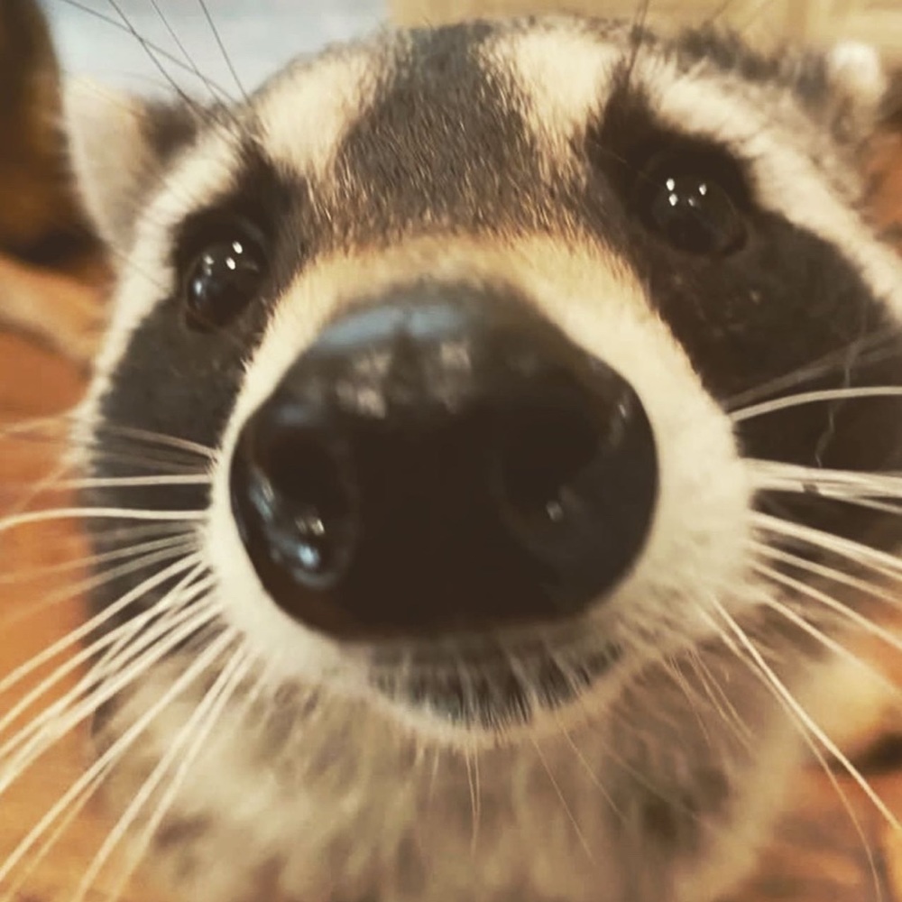 Meet your Posher, Your